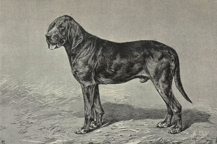 Druid, bloodhound, à M. Le Couteulx - Illustration tirée de La Chasse du chevreuil - Comte de Chabot (1879) - Firmin-Didot (Paris) - BnF (Gallica)